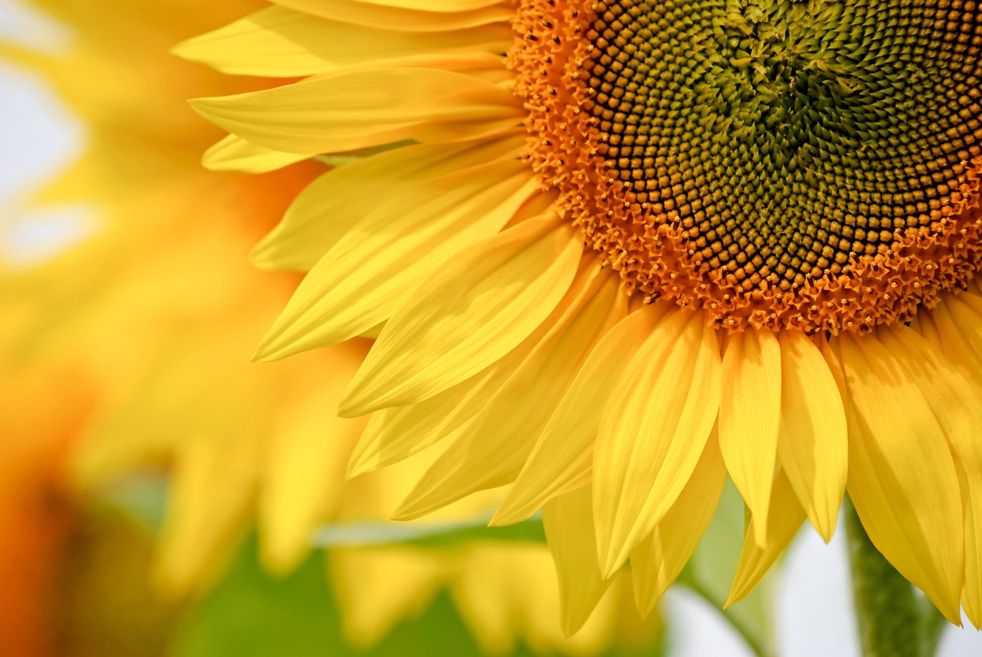 Closeup of a Sunflower